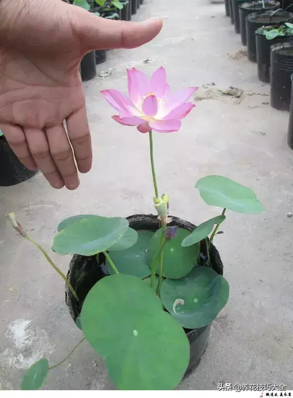种植碗莲的方法和技巧