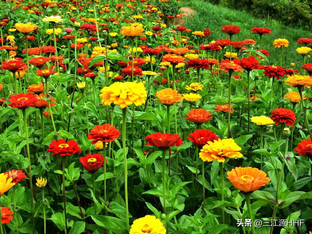 红色百日菊的花语和寓意是什么