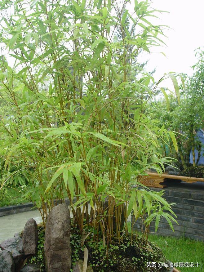 常见的竹子品种大全