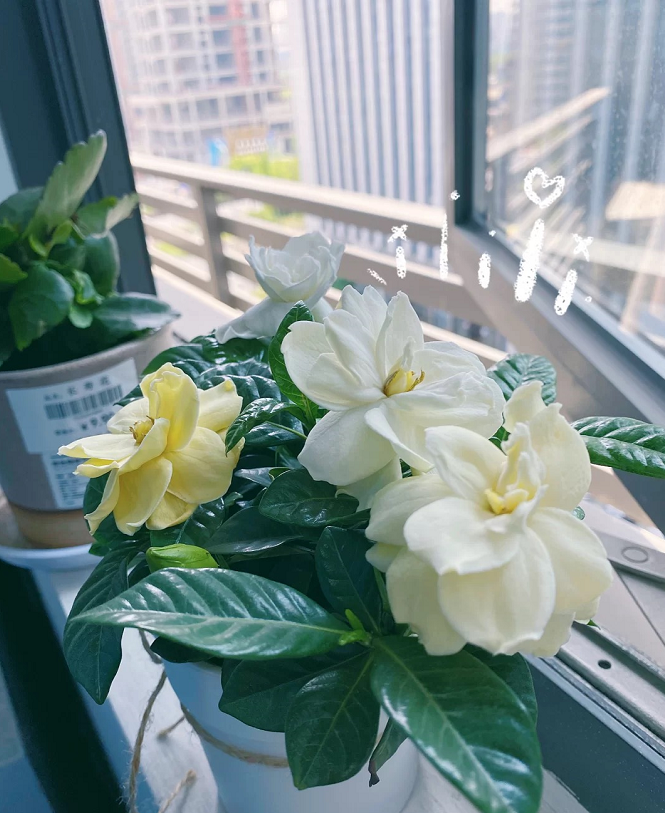 阳台种栀子花风水好吗