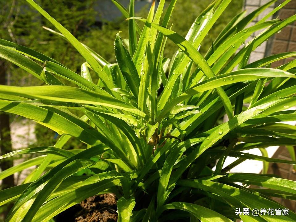 吊兰花的种类有哪些