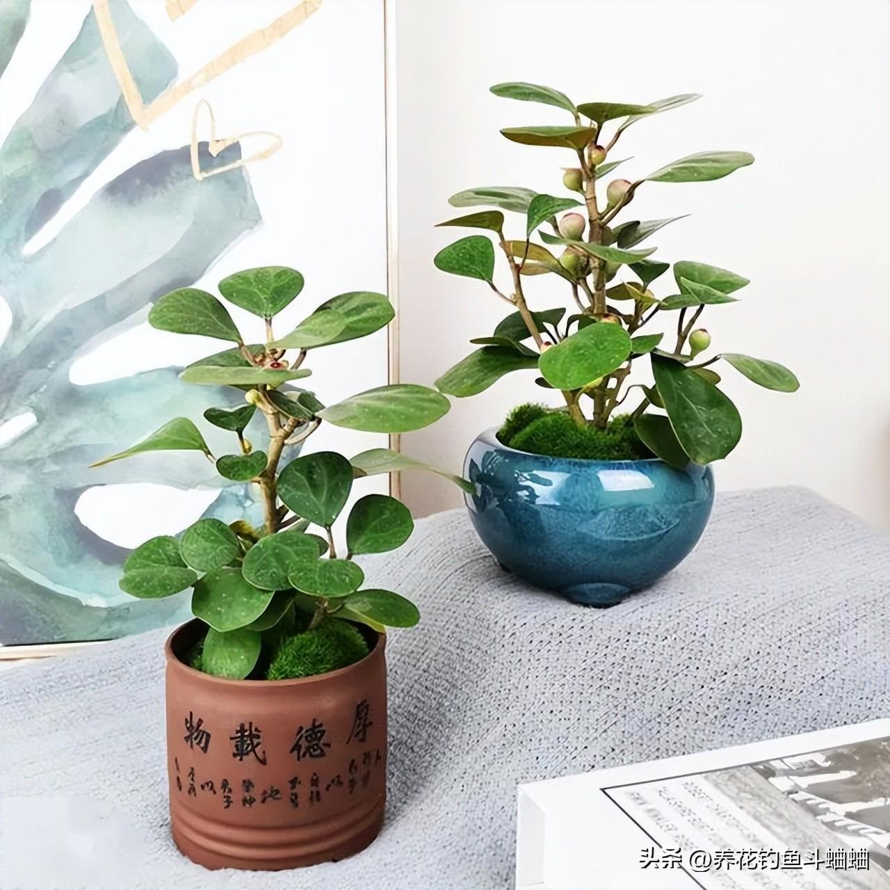小盼菩提树怎么养才长得好