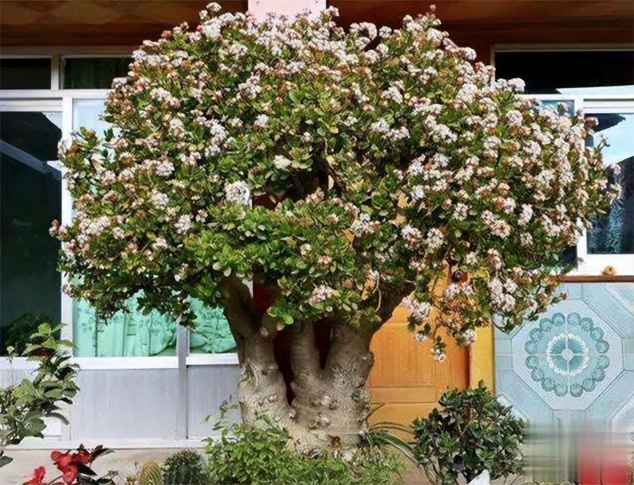 幸福树开花有什么预兆和寓意