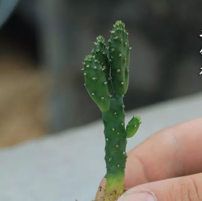 招财手仙人掌开花吗
