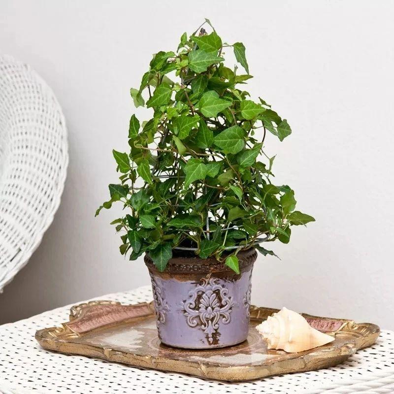 常春藤可以扦插繁殖吗