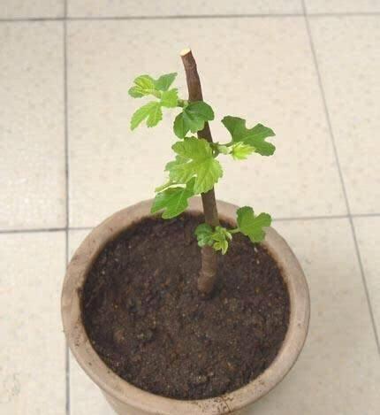 盆栽果树用什么土最好养活