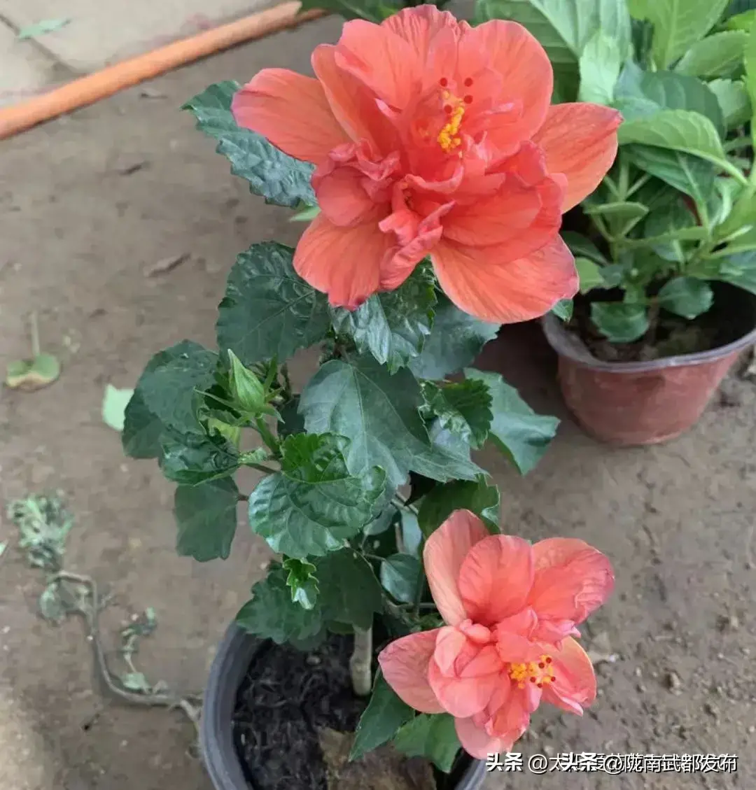 四季开花好养活又好看的花盆栽有哪些