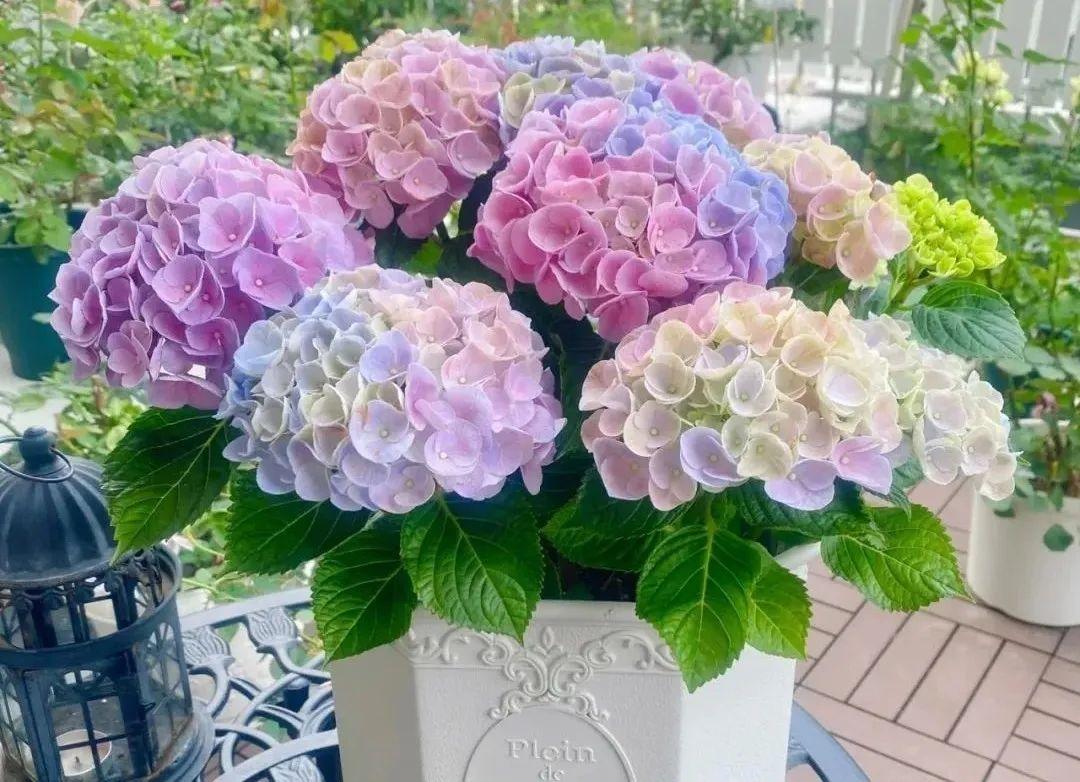 喜碱性植物花卉大全