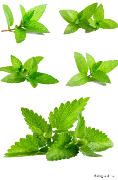 薄荷生长环境和特点