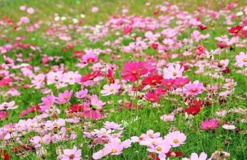 格桑花的寓意象征意义
