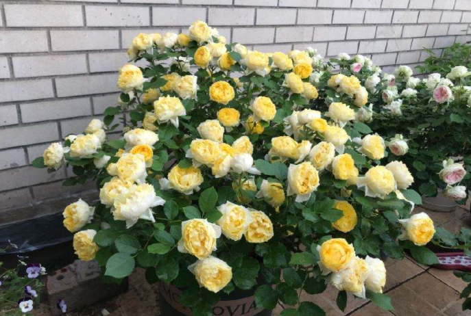 越冬月季修剪时间和方法