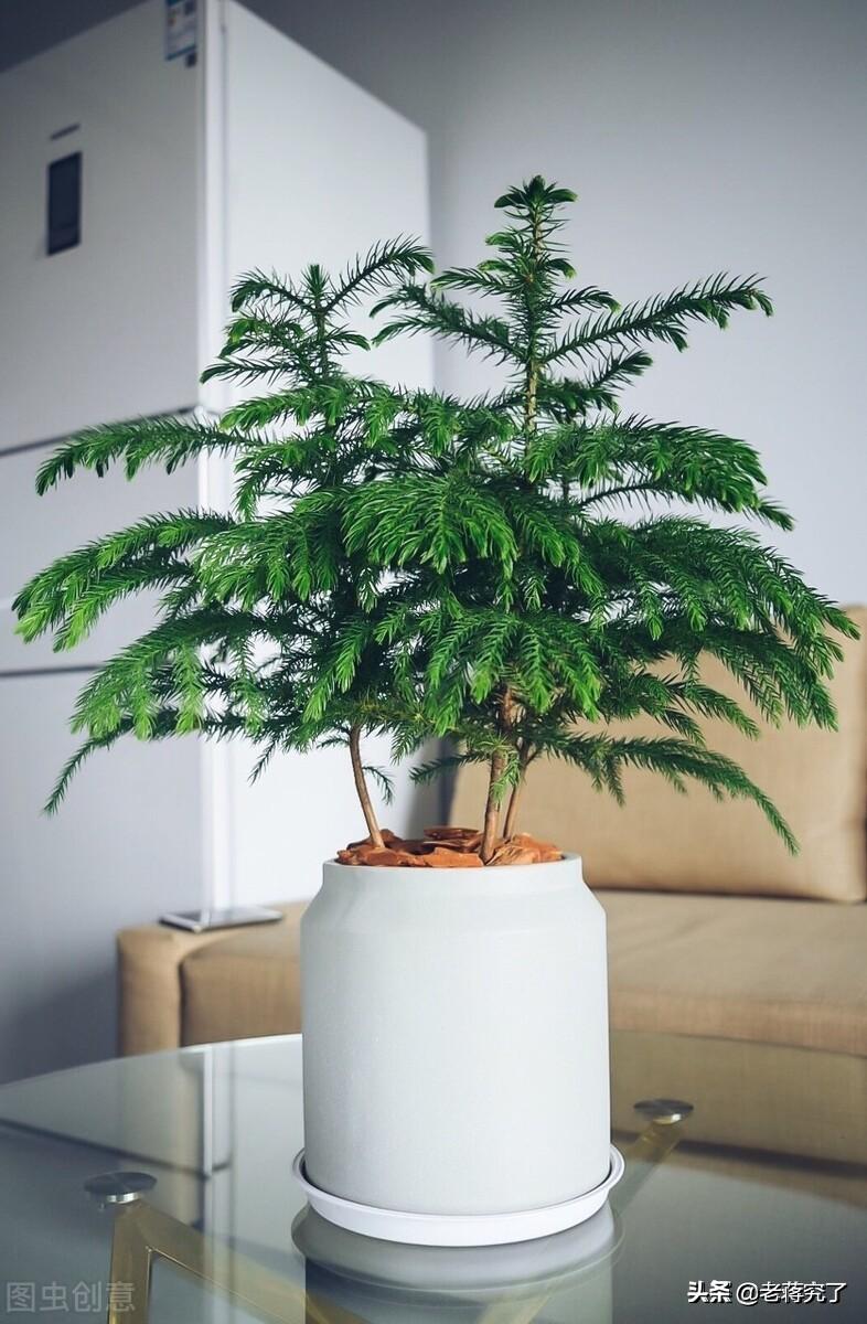 南洋杉为什么不适合在室内养殖