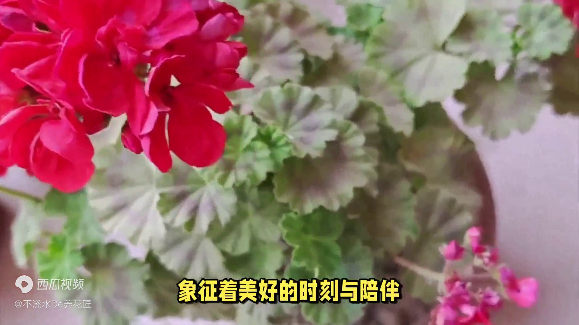 天竺葵的风水寓意是什么