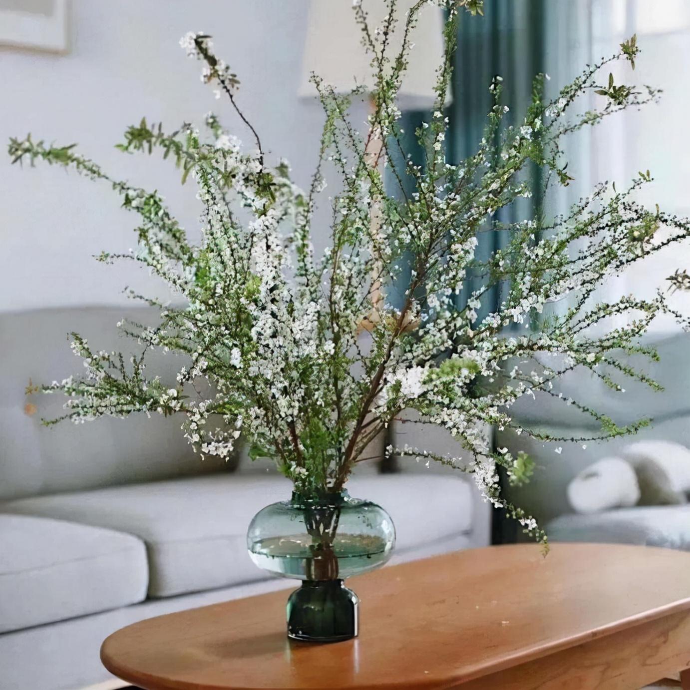 雪柳干枝怎么养多久能开花