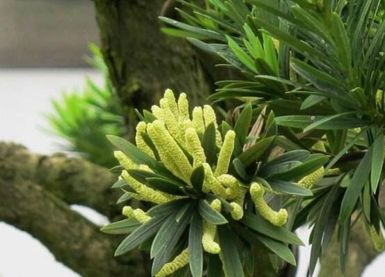 罗汉松会开花结果吗