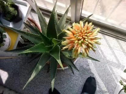芦荟开花了是怎么回事