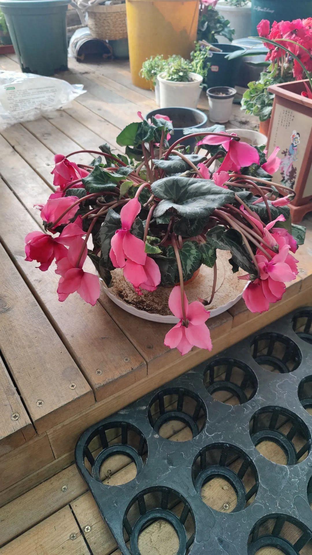 仙客来最好的恢复方法