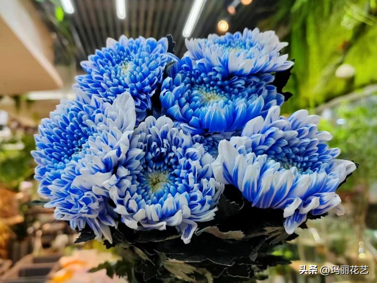 牡丹菊的花语和寓意