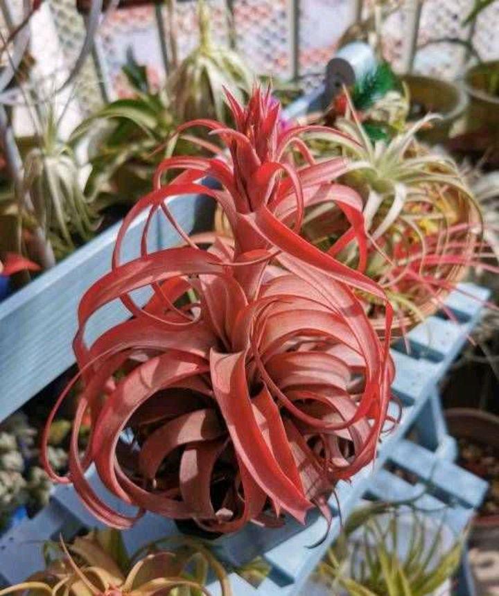 空气凤梨花怎么养殖