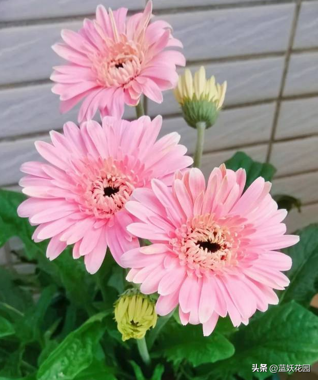 非洲菊花语是什么意思