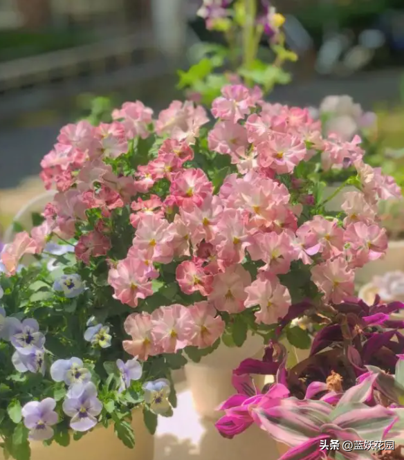 角堇花期过后怎么养护