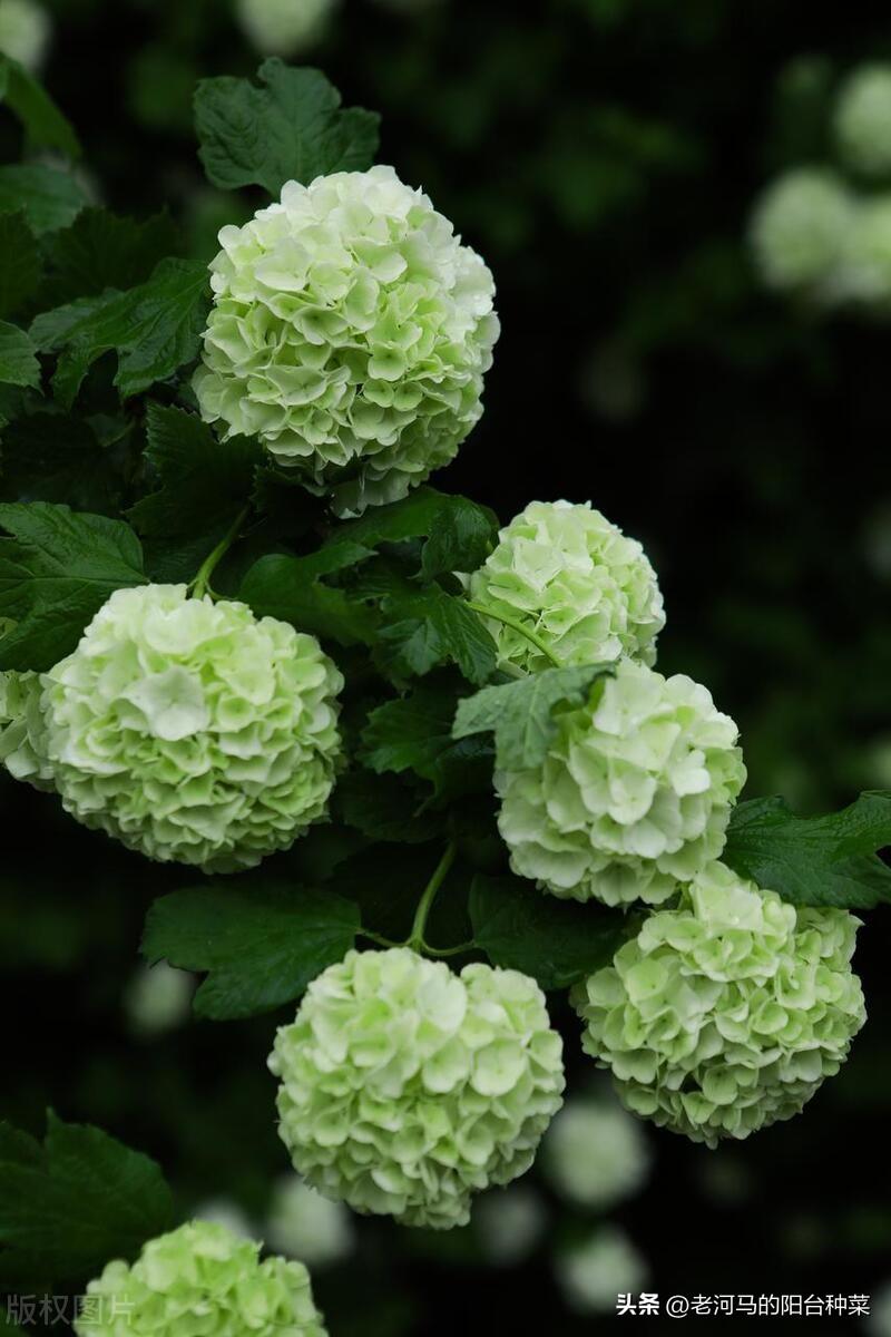 中华木绣球的养殖方法和注意事项