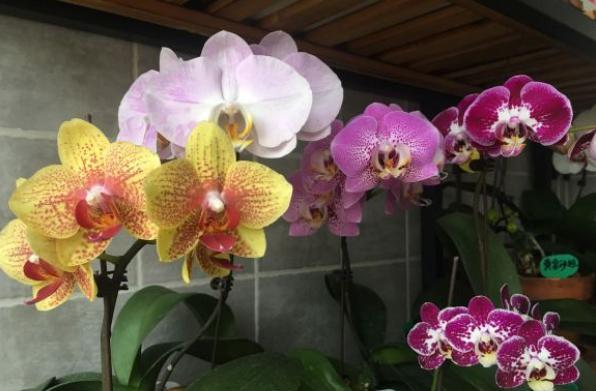 蝴蝶兰花期过后如何养护和管理