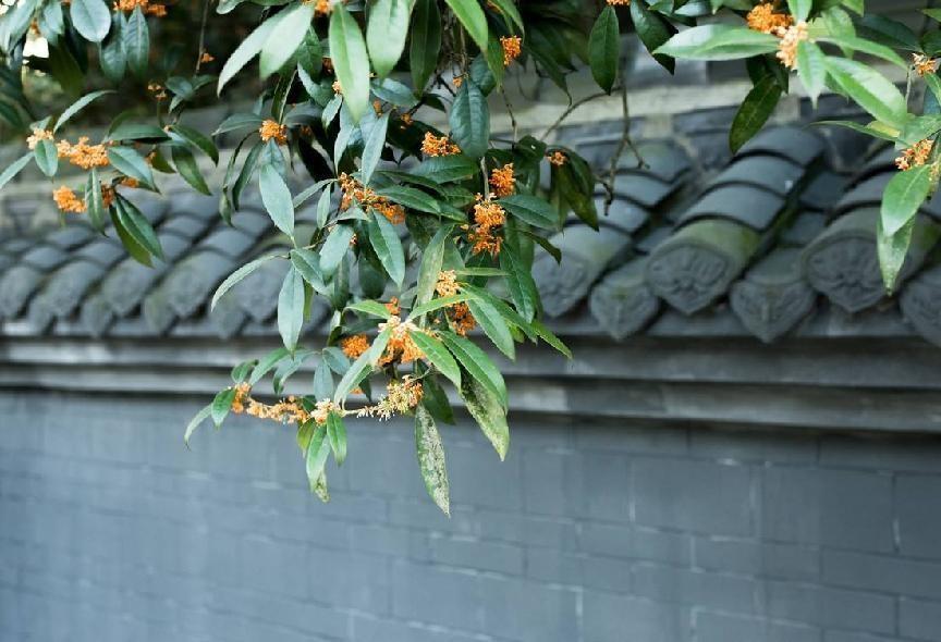 桂花树为什么不能栽在家里