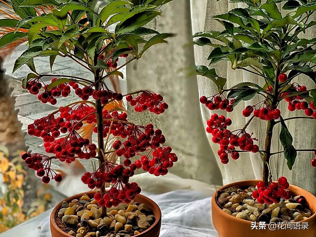 富贵树的寓意是什么意思