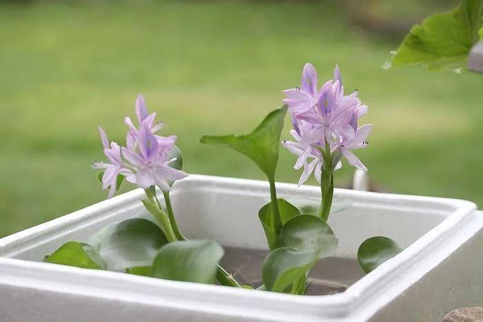 家里适合养什么水生植物好