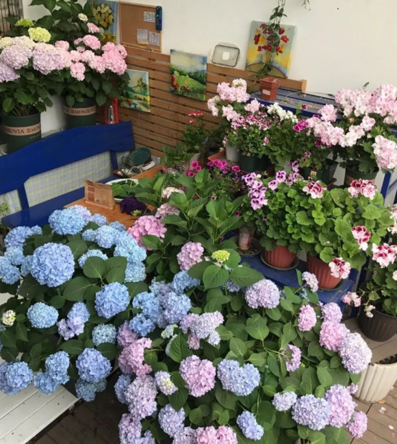 绣球花喜欢阳光还是阴凉的
