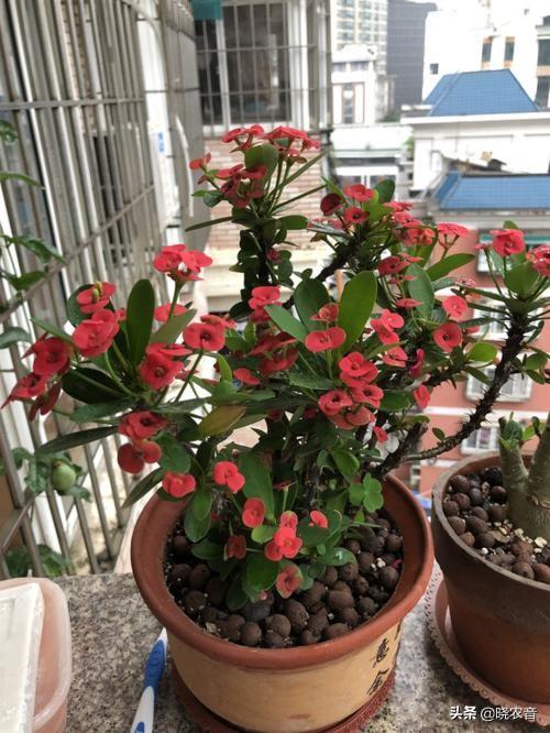 花期在冬天的花有哪些