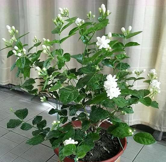 茉莉花掉叶子是怎么回事
