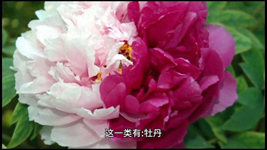 风水上牡丹栽在院子什么位置