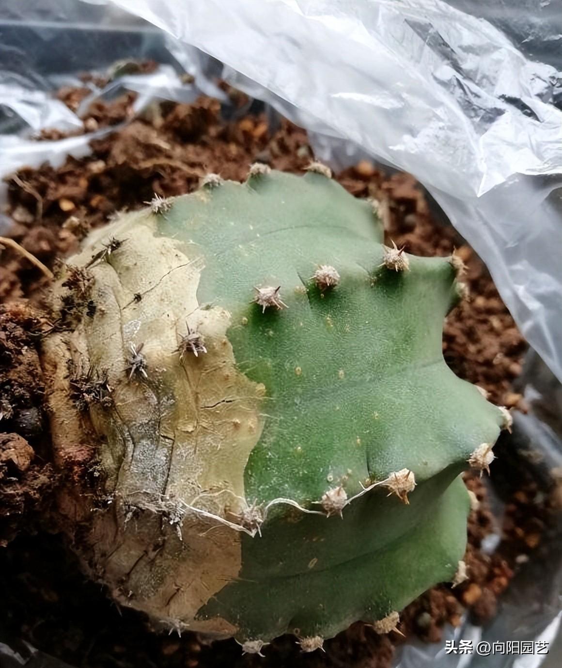 仙人球夏天怎么浇水最好