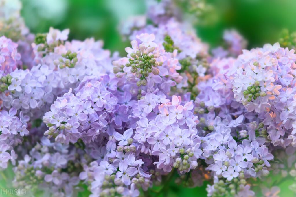 丁香花几月份开花怎么样