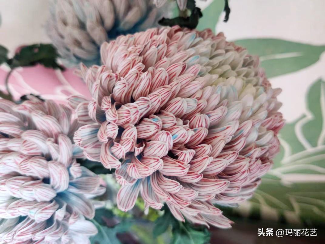 牡丹菊的花语和寓意