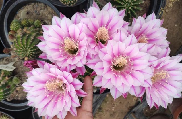 仙人球用什么肥料最好用