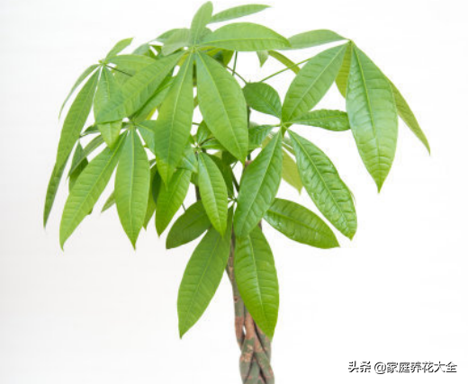发财树怎么扦插才能活