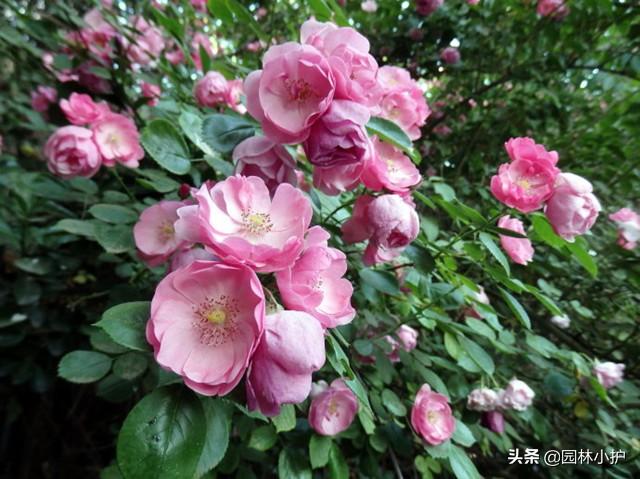 蔷薇品种有哪些