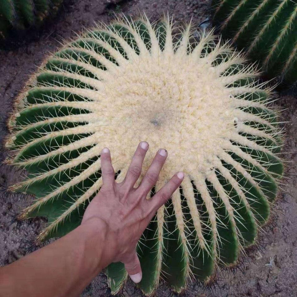 金虎仙人球开花吗
