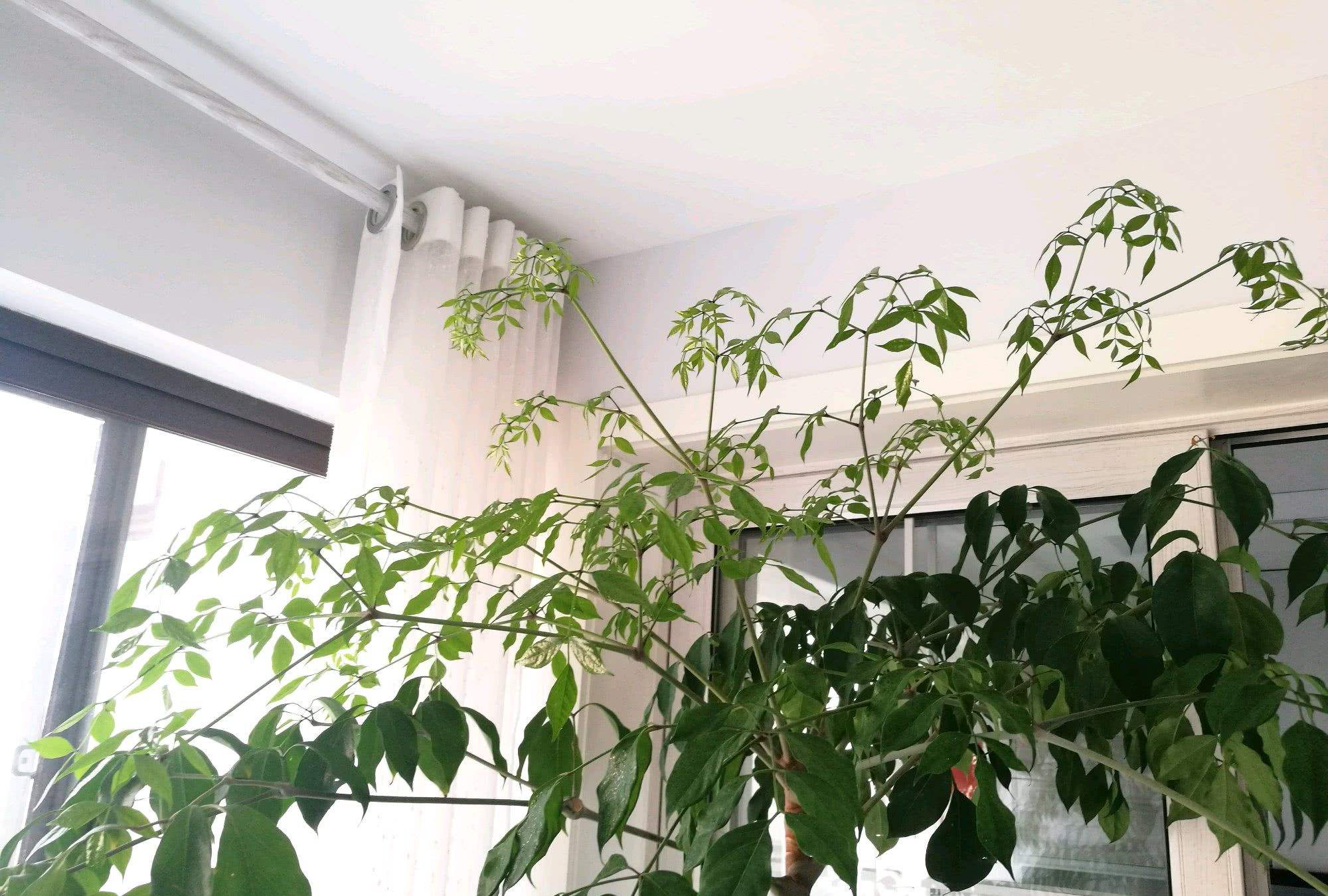 幸福树的正确养殖方法