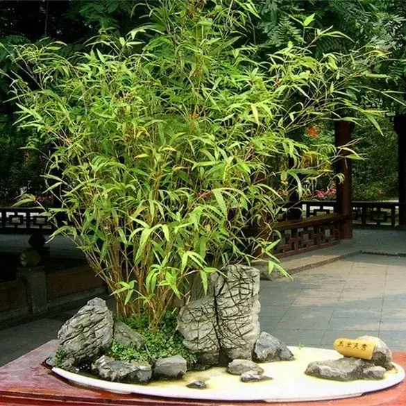 家里养凤尾竹好不好风水