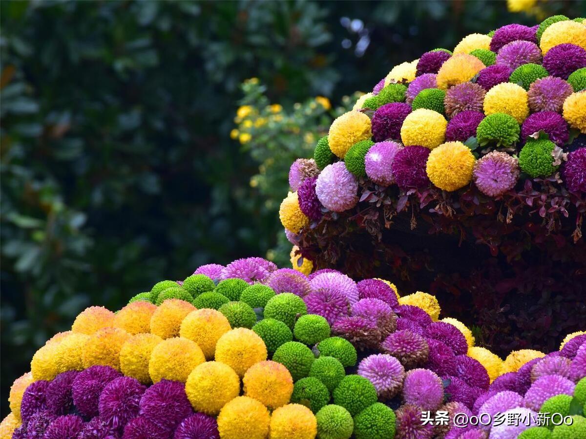 乒乓菊是一年生还是多年生植物