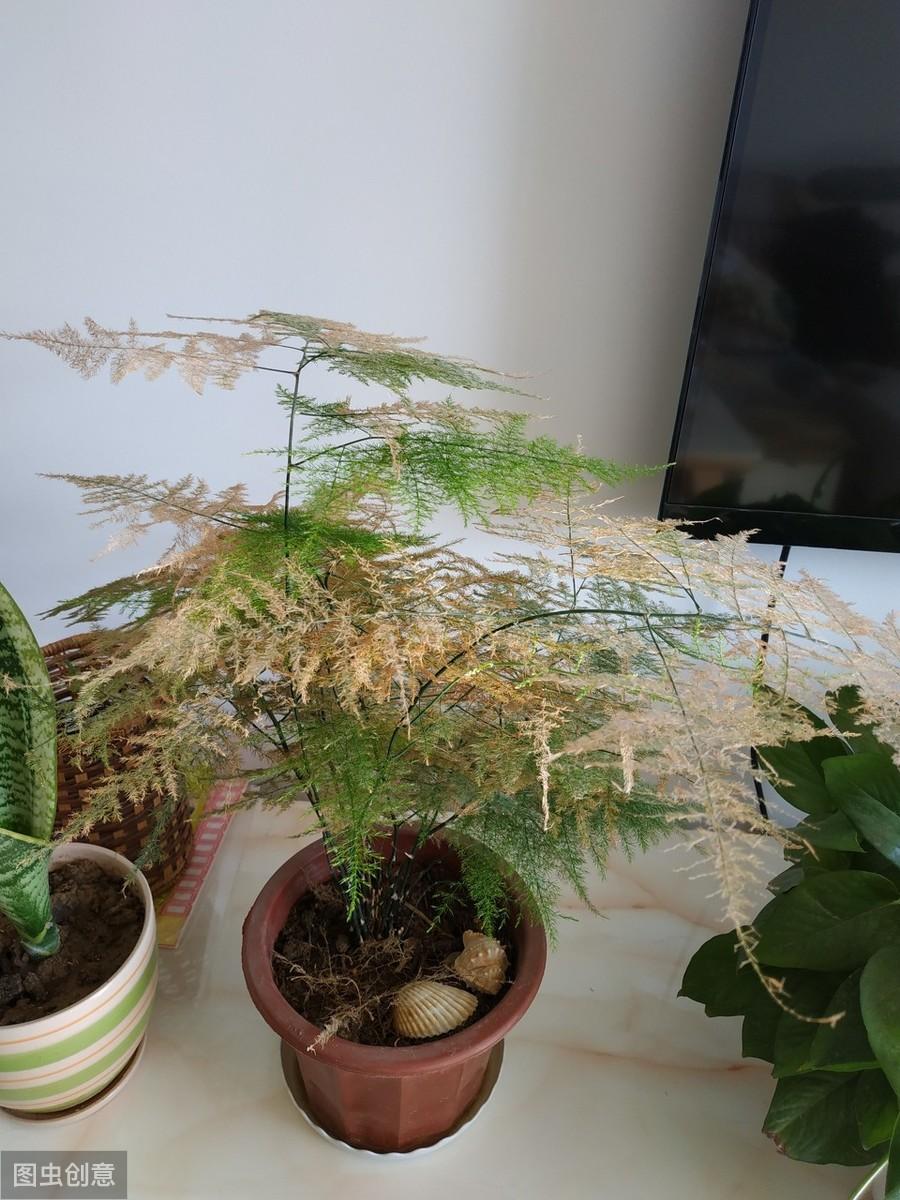 文竹开花的样子是什么
