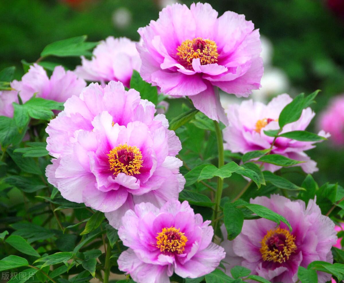 牡丹花几点开花