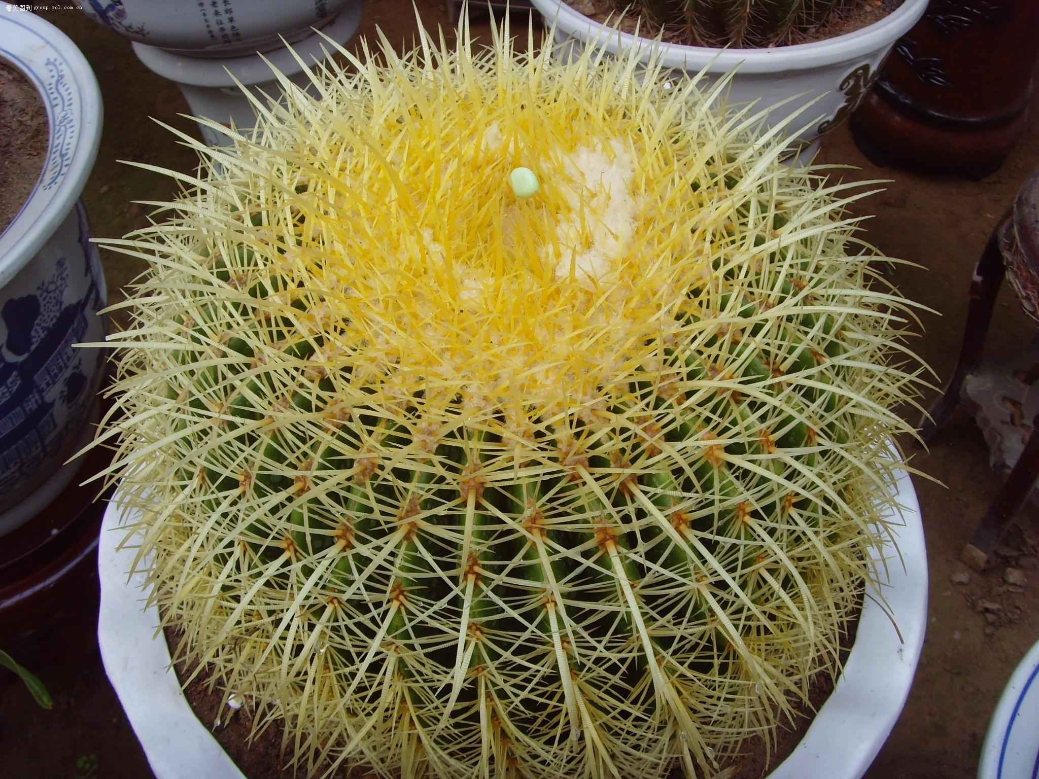 金虎仙人球开花吗