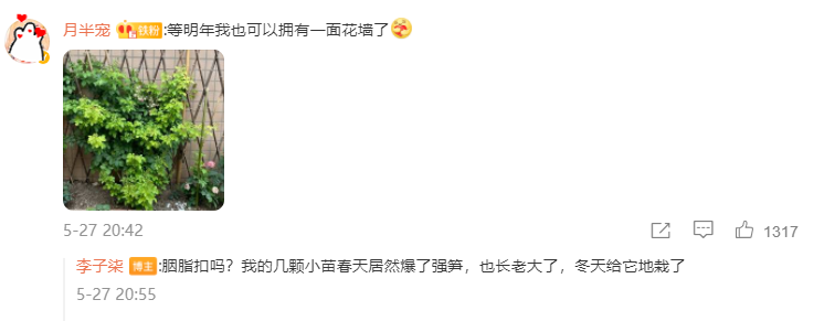 切花胭脂扣月季优缺点有哪些