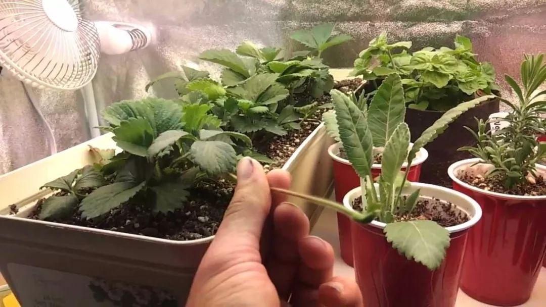 如何种草莓种子盆栽教程