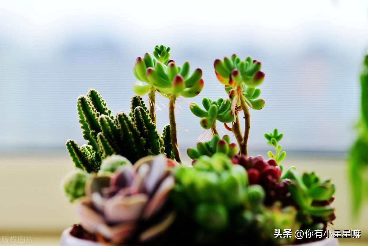 奔龙多肉植物怎么扦插好看